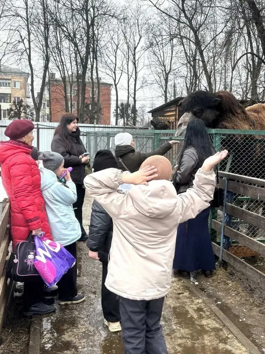 ученики кормят верблюда
