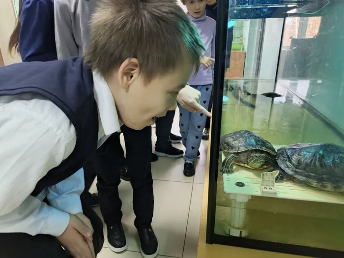 Ученик рассматривает черепашек