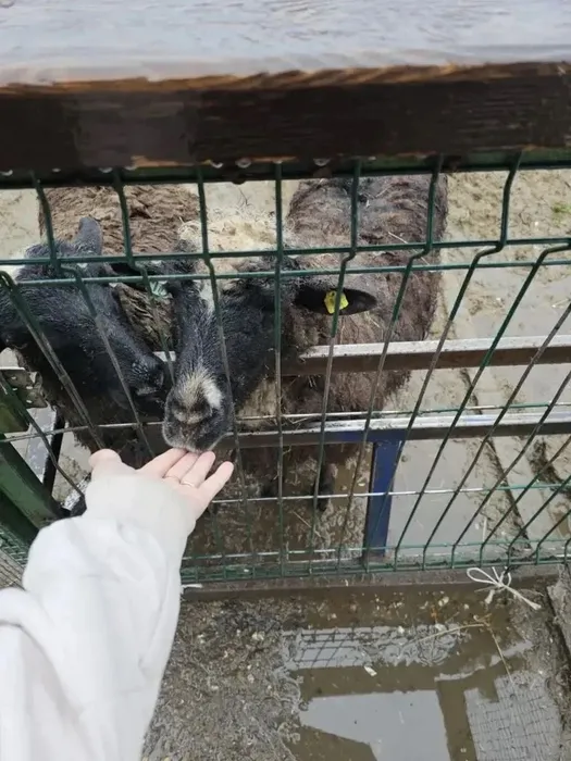 Родители и дети кормят животных в зооуголке