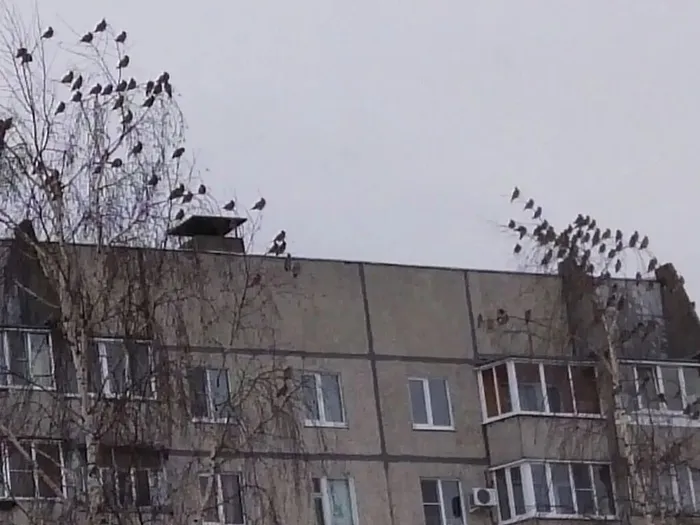 Прилетели зимние гости свиристели