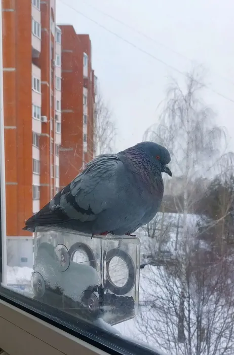 На кормушку прилетел голубь