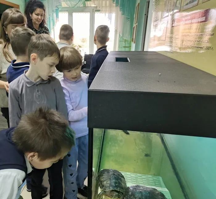 Особое внимание учащихся привлекают черепашки